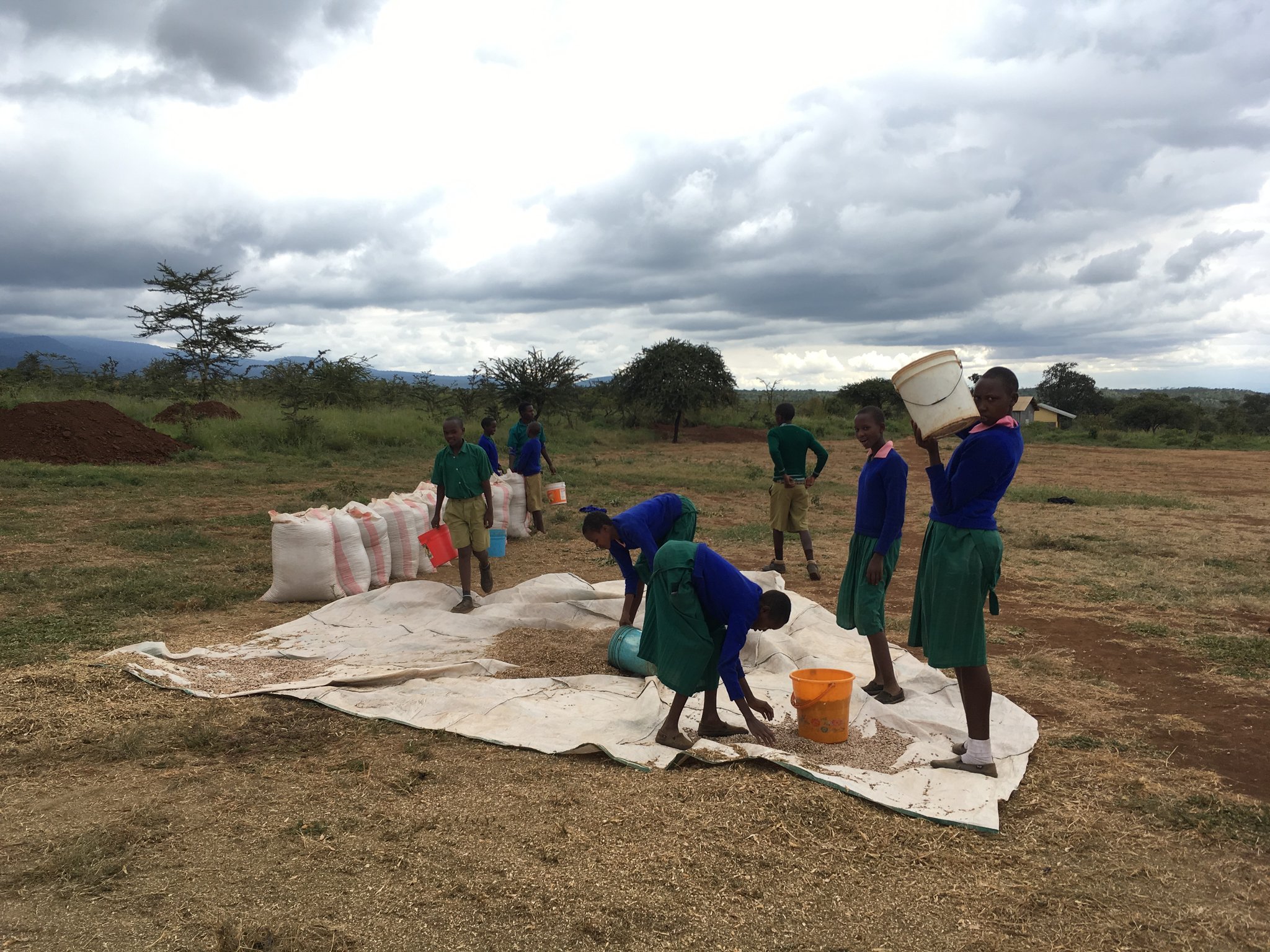 Bohnenernte an der Imisigiyio