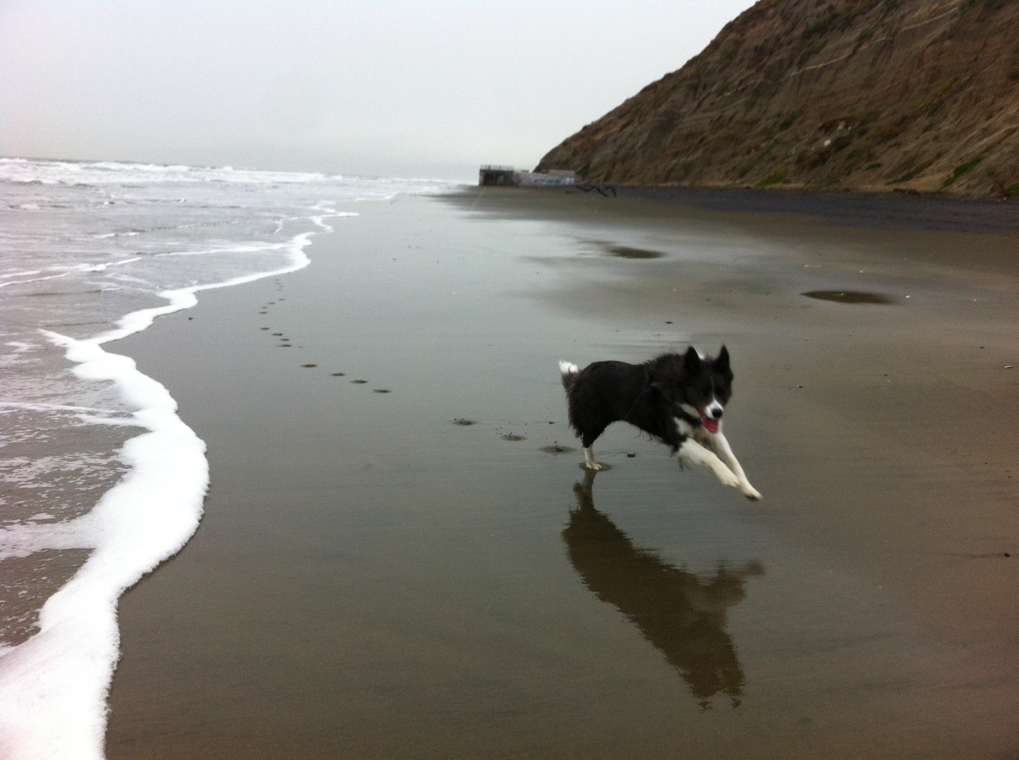 ▲サンフランシスコのドッグビーチ。夏でも涼しく犬たちの社交の場でした。
