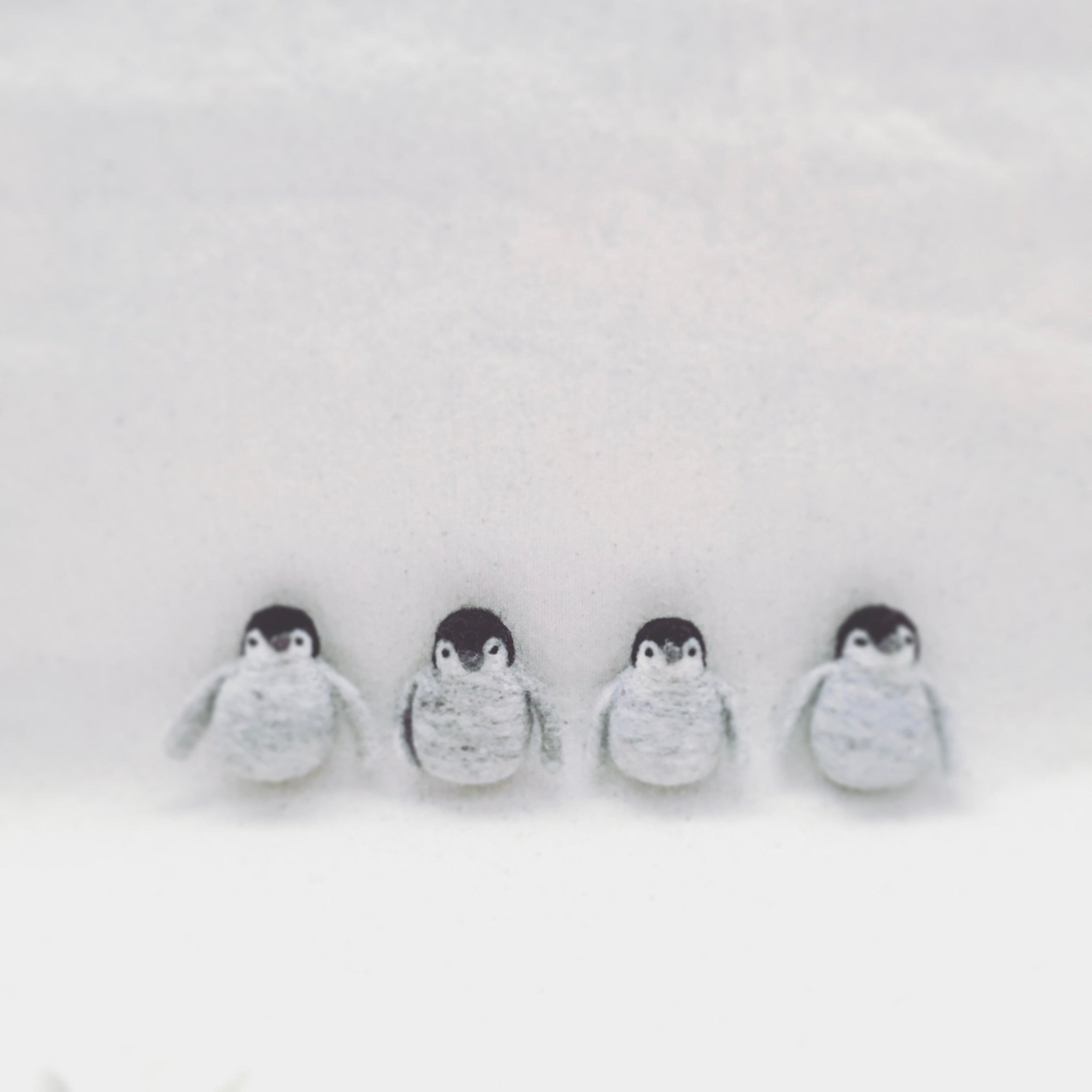 ▲コウテイペンギンのヒナ