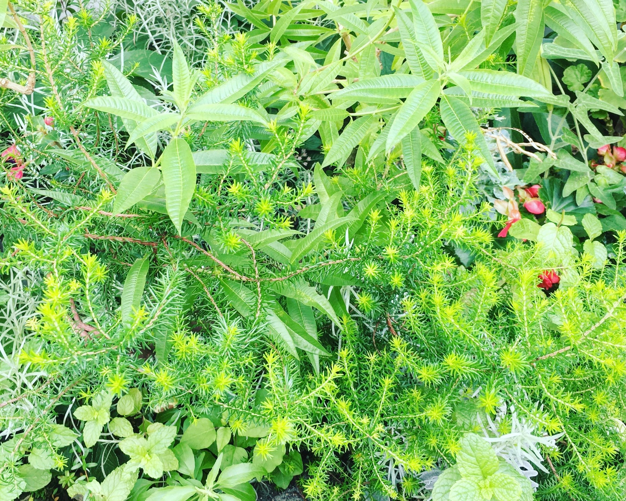 ▲ ハーブも染色に