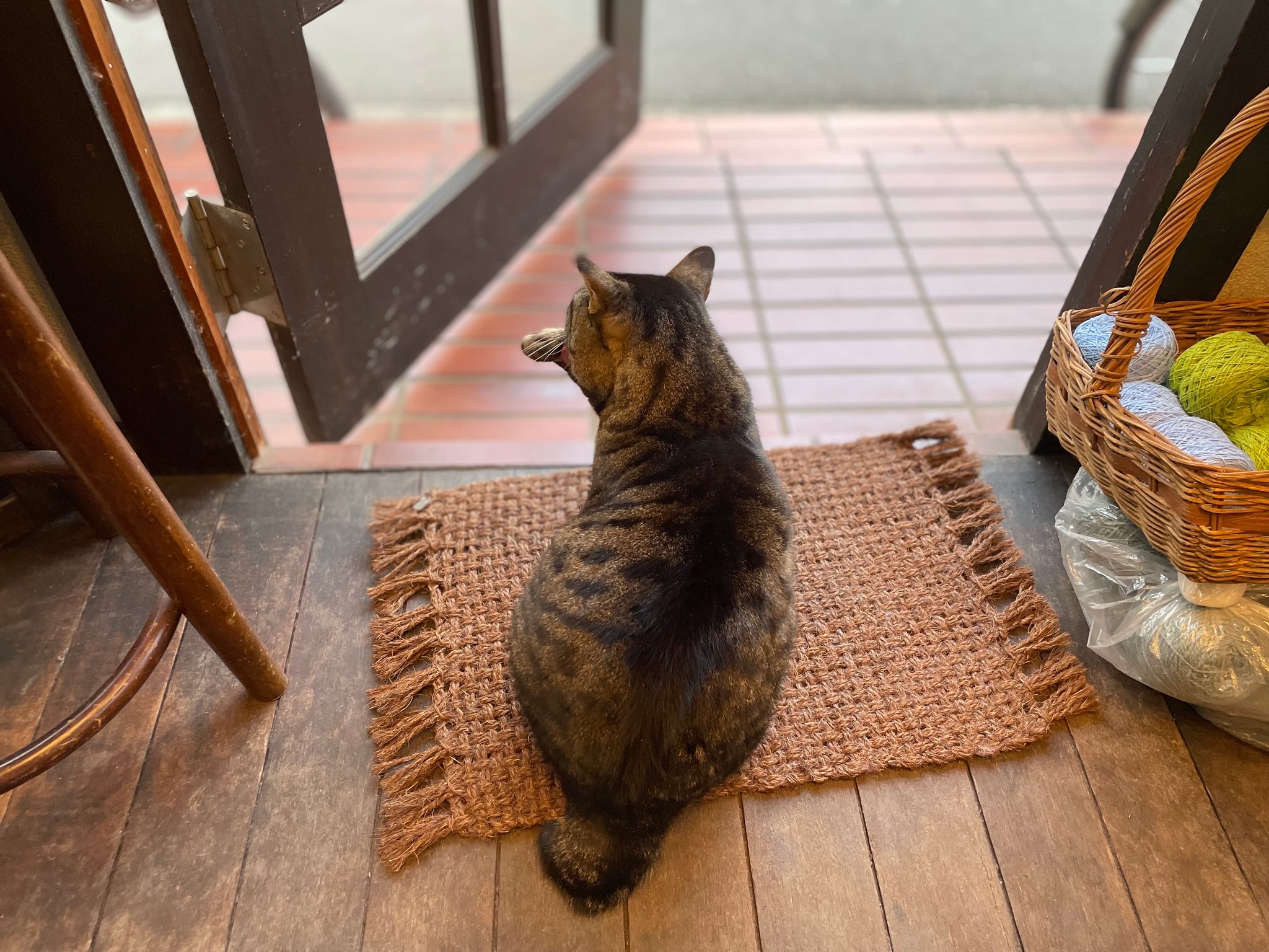 ▲時々お店に遊びに来る猫のずうずう