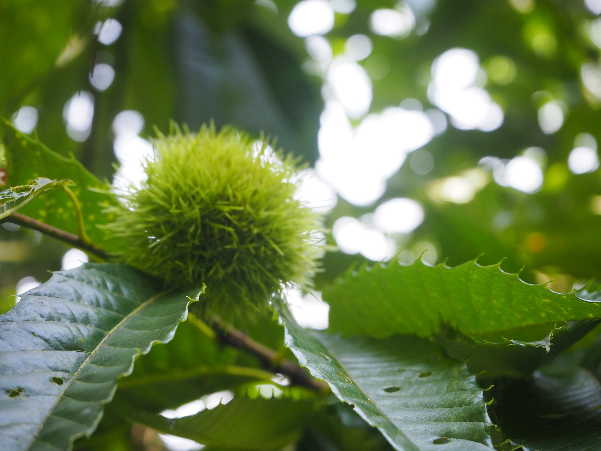 ▲ 収穫した栗を染色に