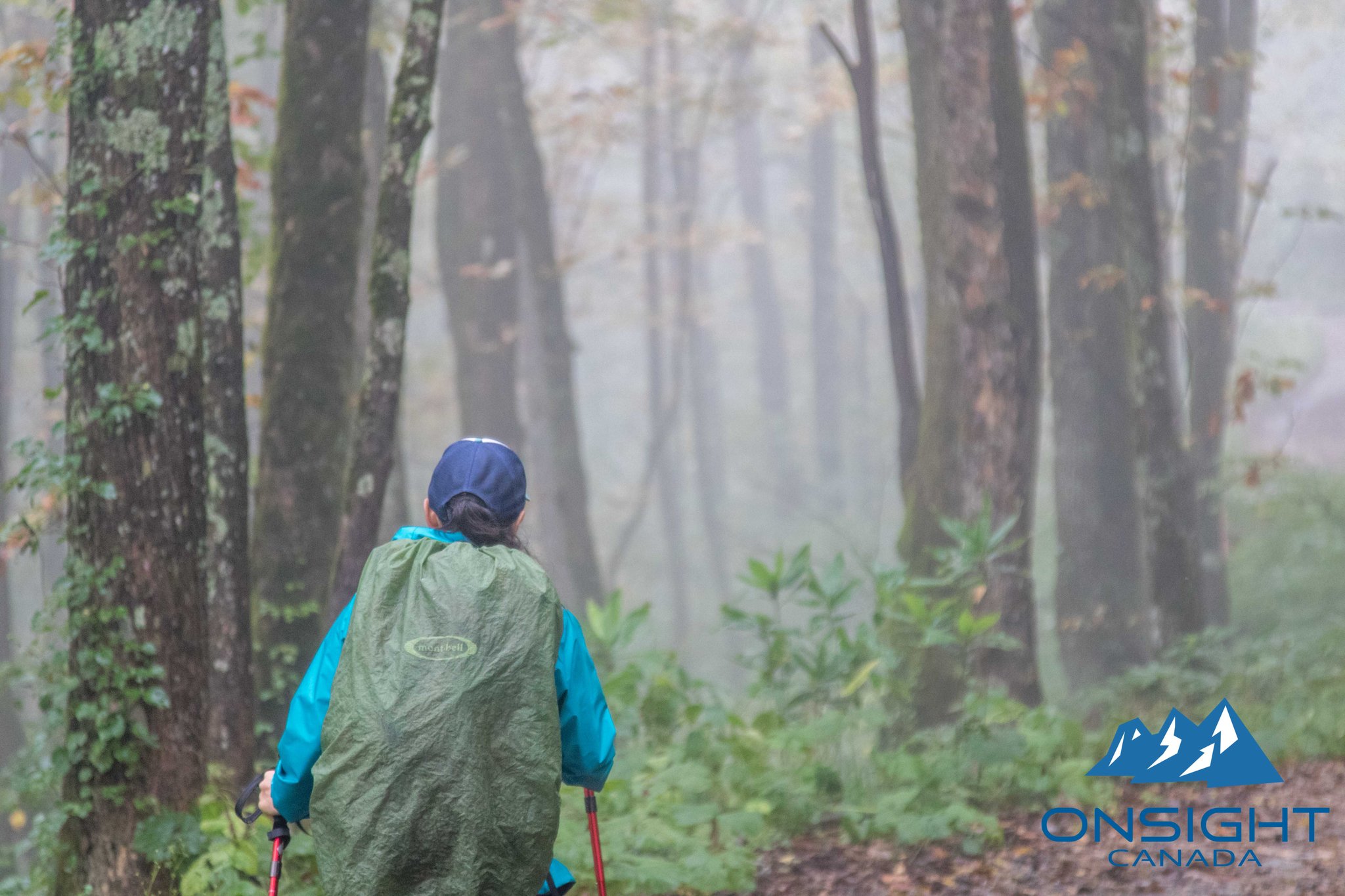 Rain makes the forest more mysterious