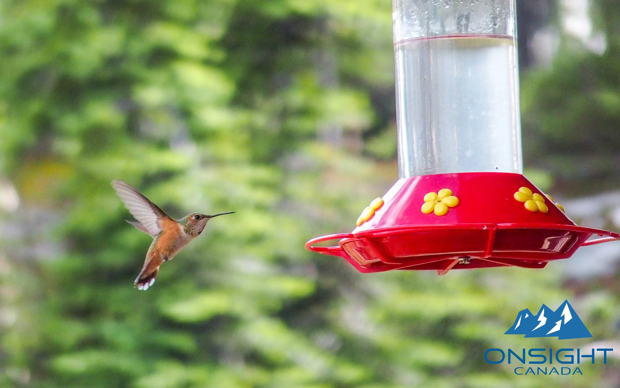 蜜を吸いに来たハチドリ