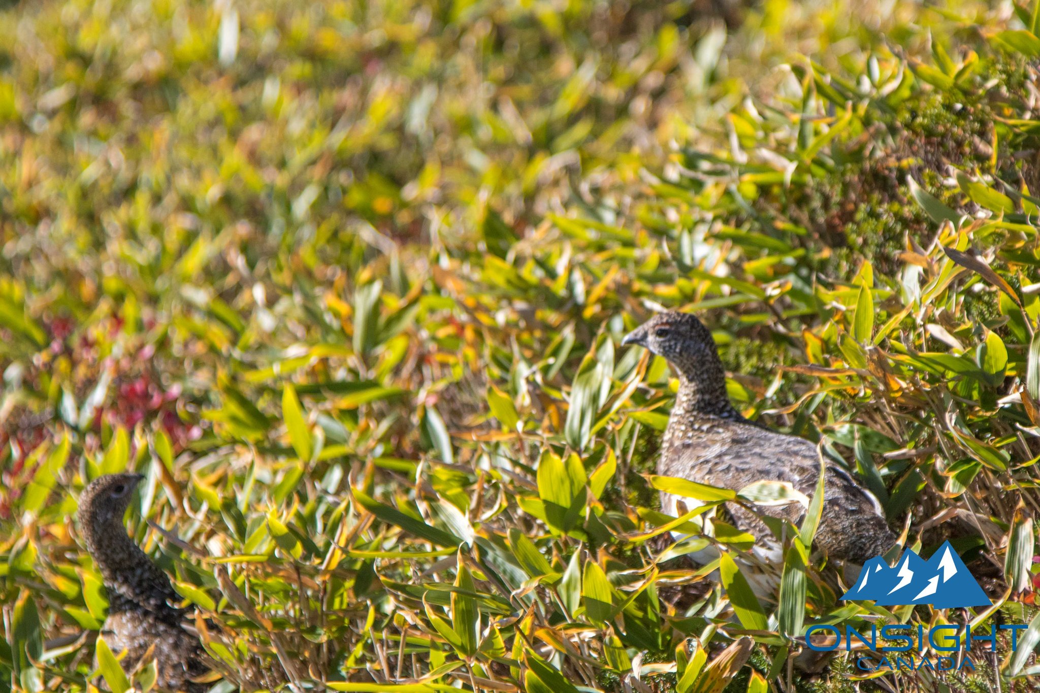 Japanese Ptarmigan!