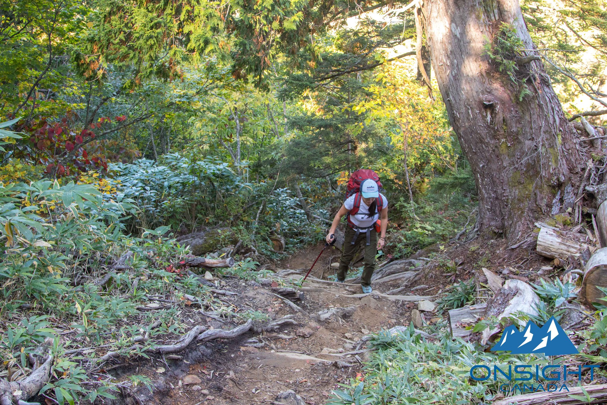 Hiking in deciduous tree forest for a while