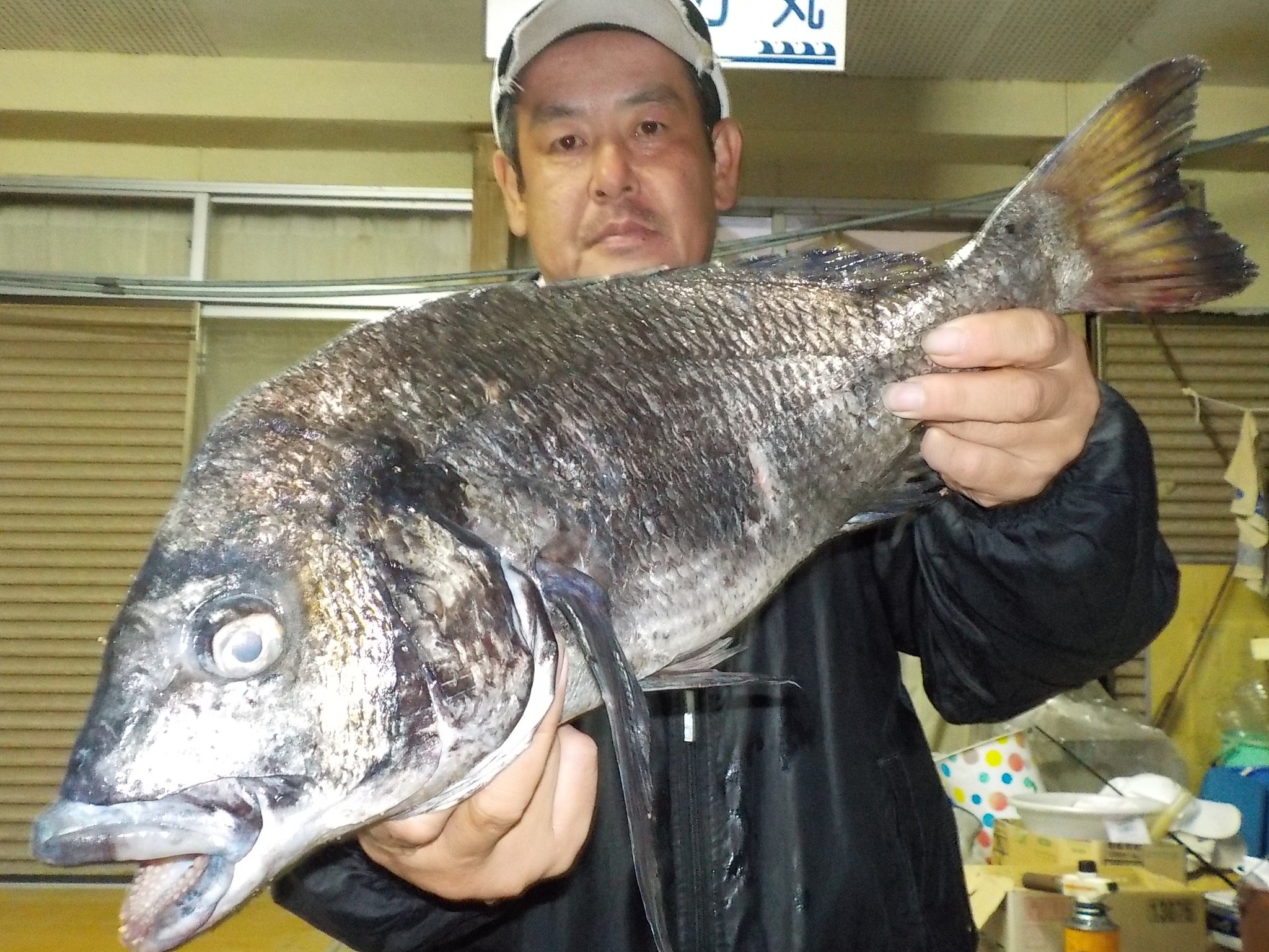 ５月３０日　磯釣りで池田さん　巨チヌ５６cm