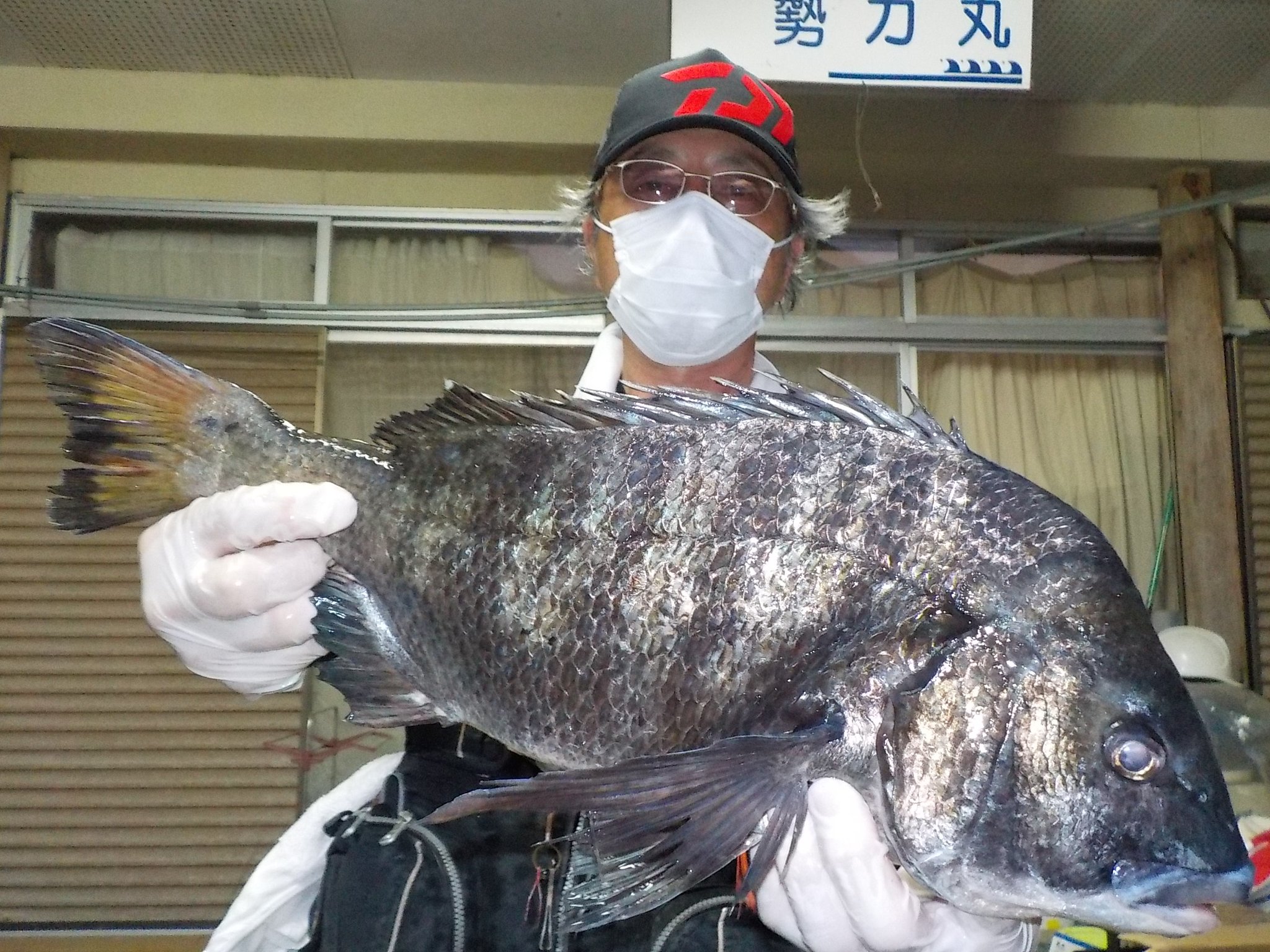 ５月８日　磯釣りで松村さん　ガバチン５０．６cmを頭に３匹