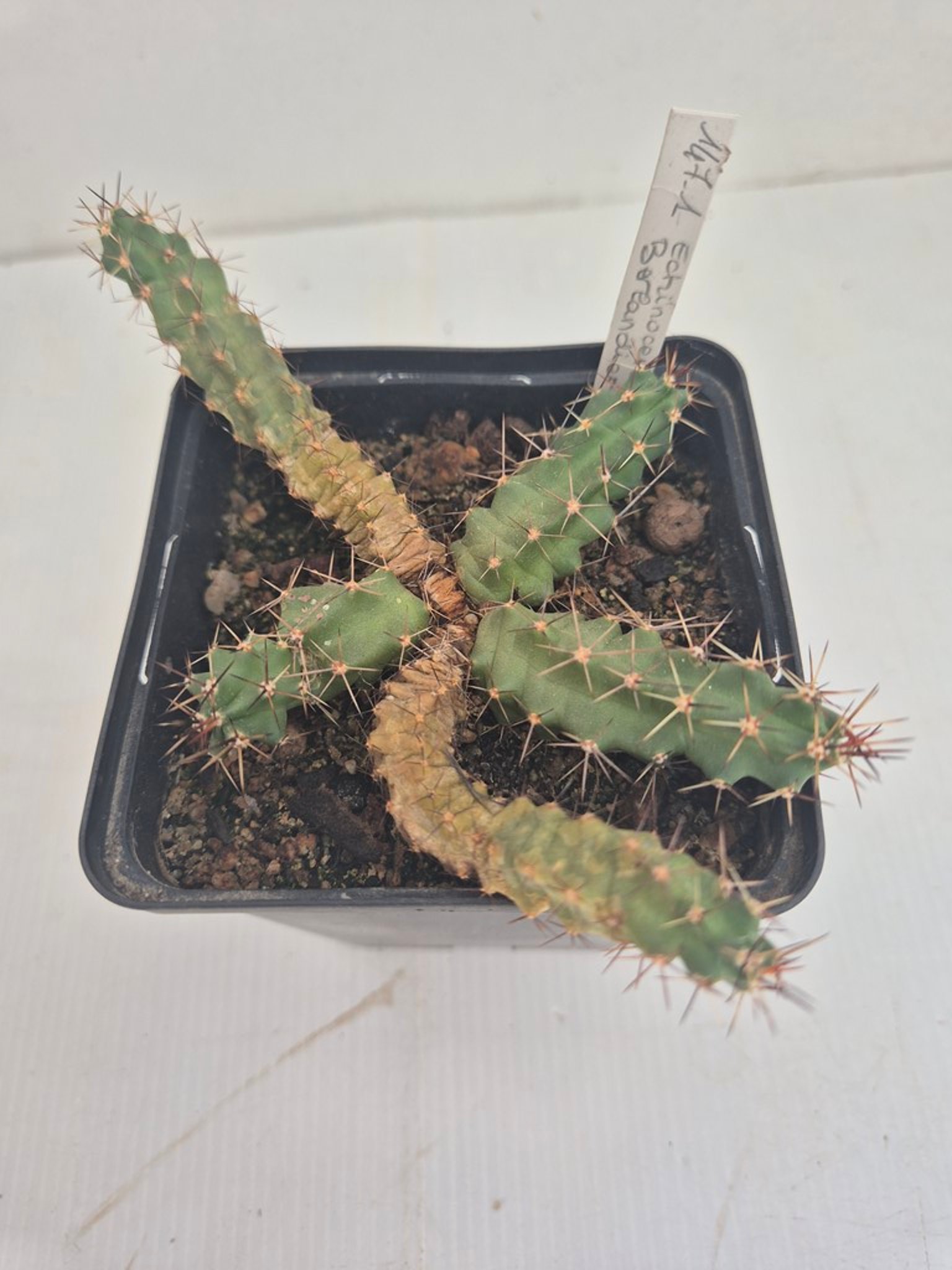 Echinocereus Berlandieri
