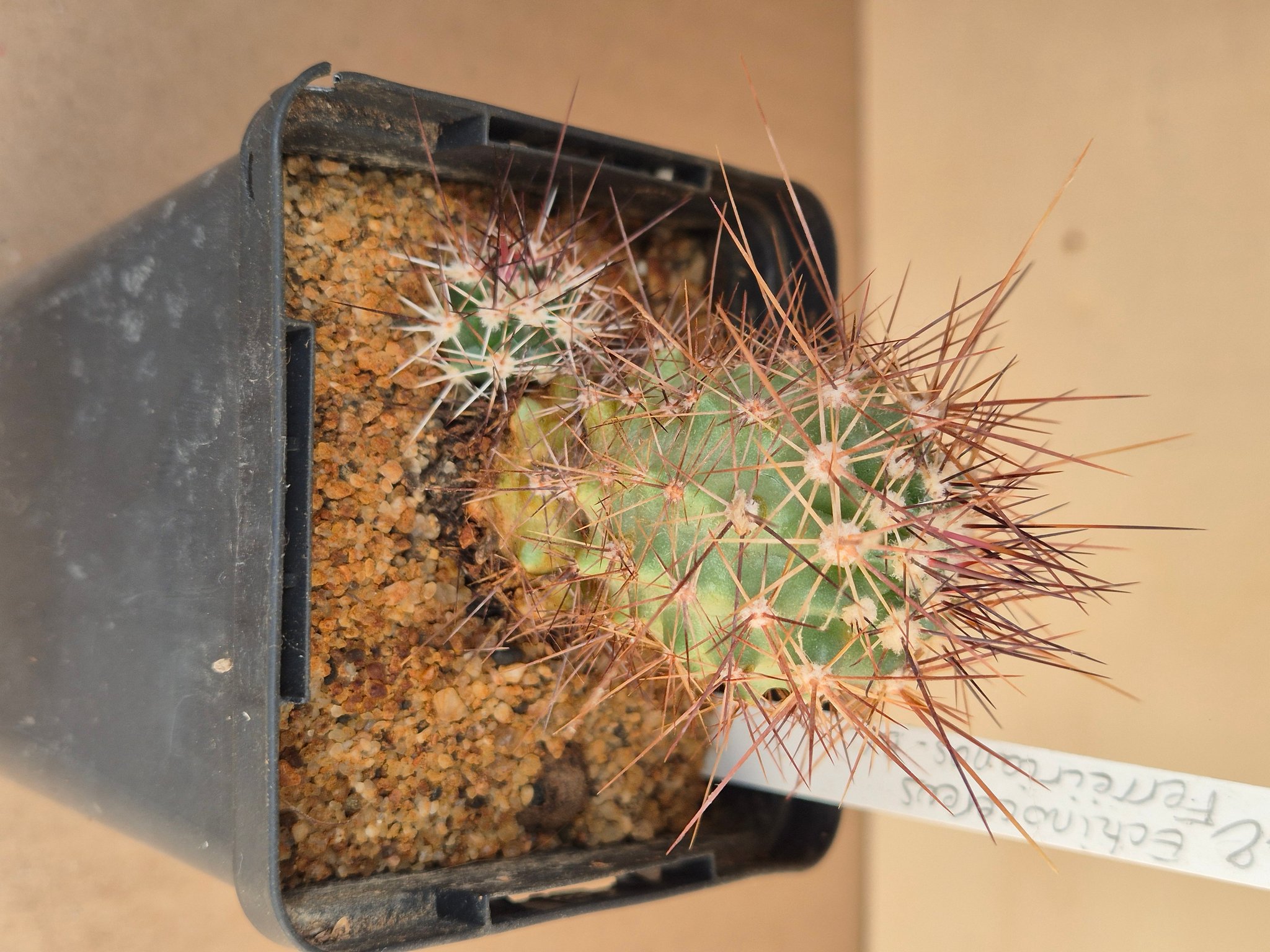 Echinocereus Ferreirianus