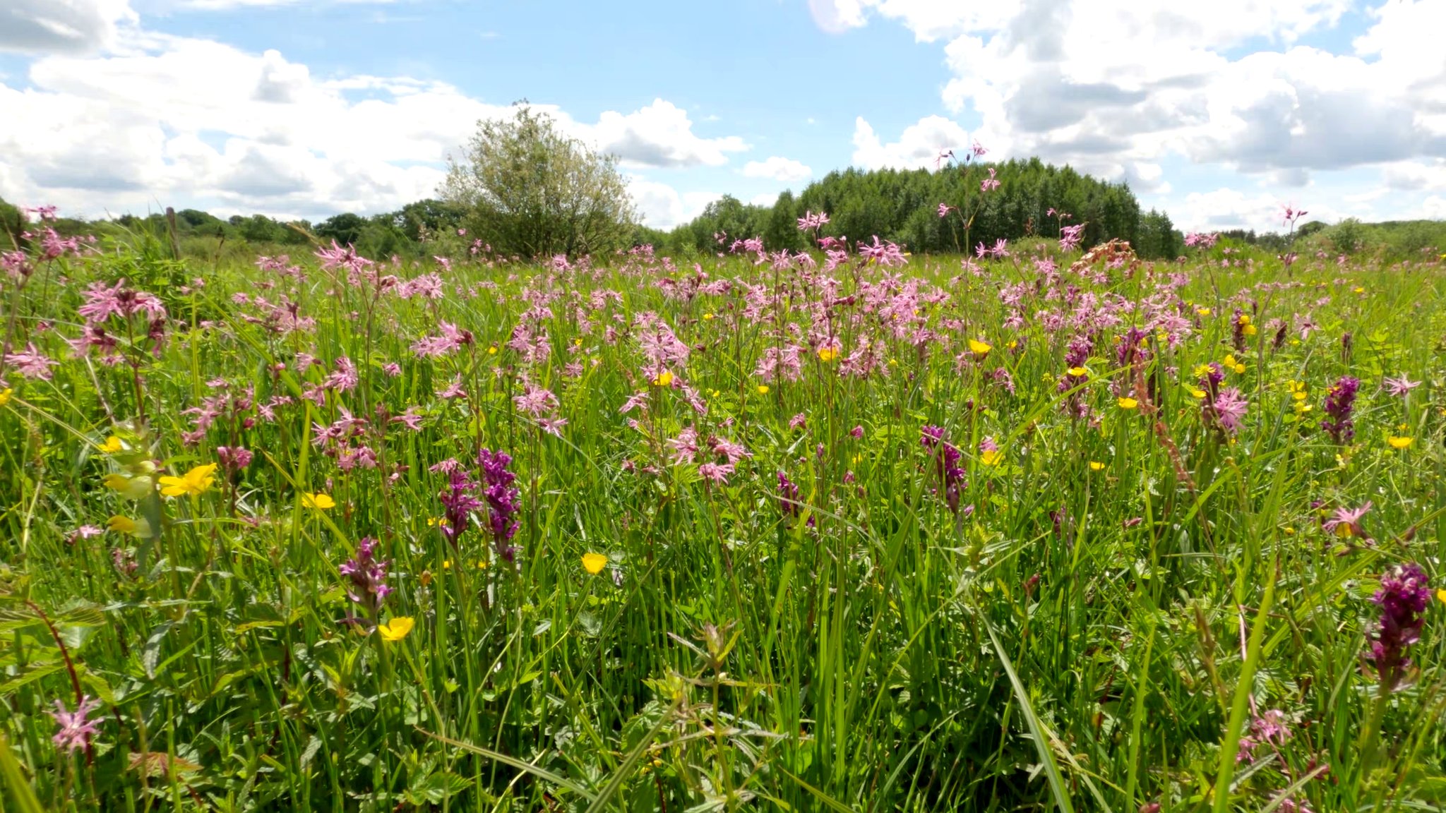 Feuchtwiese im Eidertal: Blühendes Breitblättriges Knabenkraut und andere Feuchtwiesenarten.