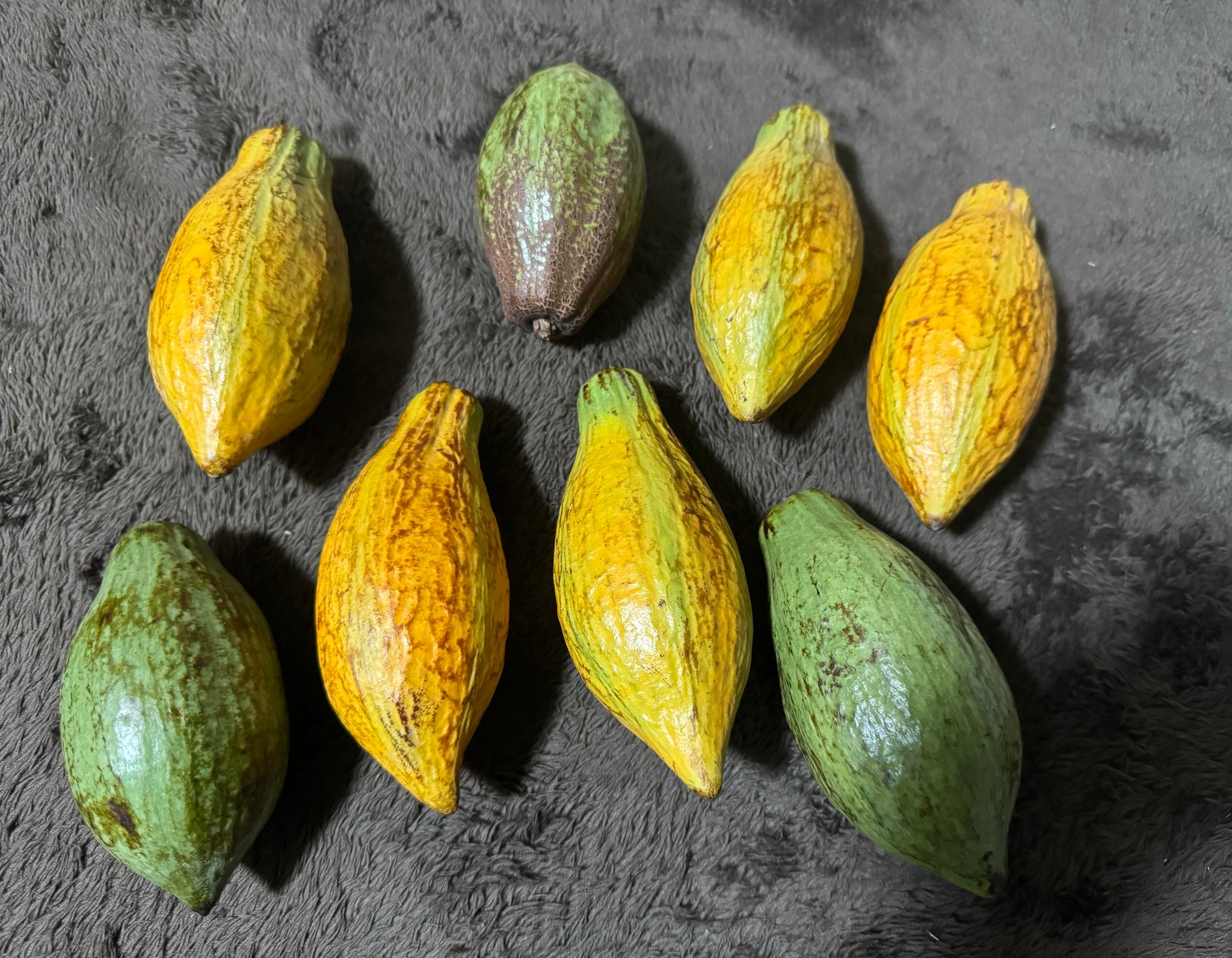 CACAO カカオ果実の成る木 - nangokunomori.com