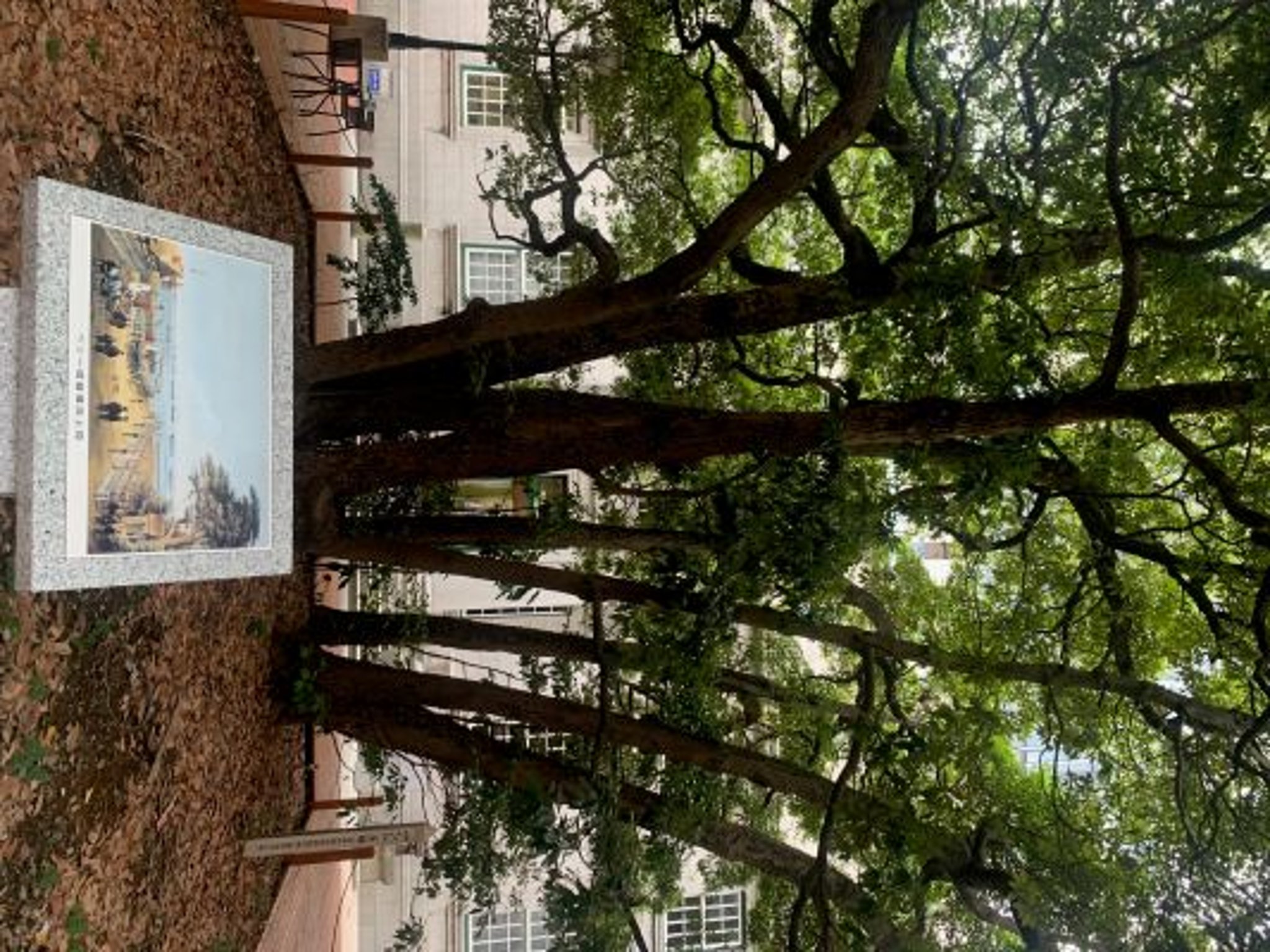 たまくすの木（横浜開港資料館中庭）