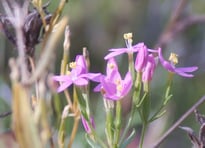 Am Einsatzort wachsendes Echtes Tausendgüldenkraut (Foto: NABU/Holger Düsedau)