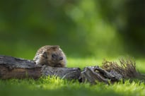 Igel sind durch den nächtlichen Einsatz von Mährobotern gefährdet (Foto: NABU/Andreas Bobanec).