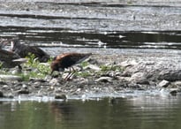 Kampfläufer auf trocken gebliebener Insel im Kührener Teich (Foto: NABU/Holger Düsedau)
