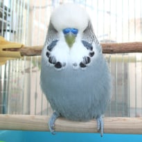 tsubasa2016年に里親が決まったジャンボセキセイインコ