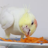 マミ@オカメインコ