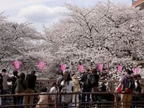 目黒川のサクラ01