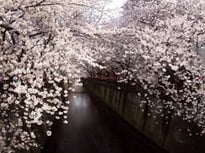 目黒川のサクラ02