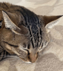 小野イメージ写真（猫）