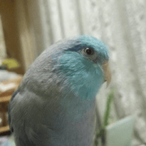 瑠璃＠マメルリハ