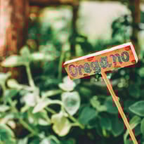 Orenano, oregano selbst machen, kräuter, küchenkräuter, pizza, pizzasauce, küchenhacks, tipps&tricks