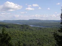 Planter des arbres association de reforestation en France