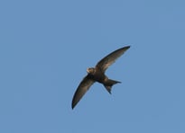 Mauersegler verbringen den größten Teil ihres Lebens im Flug. Foto: Fotonatur/NABU