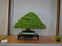 3° Premio Latifoglie: Acero palmato - Bonsai de Gnidel