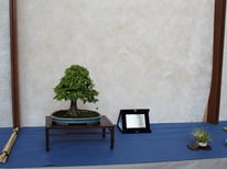 Zelkova serrata - Amici del Bonsai Castellanza - 3° premio chuhin