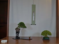 2° Premio Shohin: Composizione shohin 2 elementi - Sesia Bonsai Club