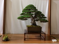 1° Premio Conifere: Pino silvestre  - Shookyu en