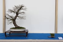 Carpino - Bonsai Club Torino - 3° premio latifoglie