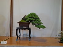3° Premio Conifere: Pino silvestre  - Bonsai Club Rivalta