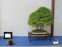 Boschetto di aceri - Amici del Bonsai Castellanza - 1° premio latifoglie