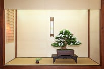 Azalea - Bonsai Do Groane - 3° premio latifoglie