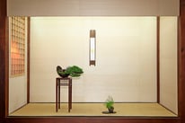 Ginepro chinensis - Amici del Bonsai Castellanza - 3° premio Chuhin