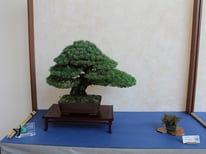 Pino pentaphylla - Bonsai Club Settelaghi Varese - Targa presidente U.B.I.