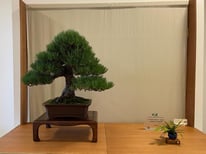 Pino thunbergii - Bonsai Club Mizuchi - 1° premio conifere