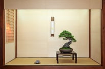 Targa Presidente U.B.I. - Pino silvestre - Bonsai Club Rivalta