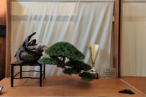 Premio Antonella Cairoli Bonsai: Rosmarino - Bonsai de Gnidel