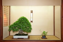 Carpino giapponese - Bonsai Club Somma - 1° premio latifoglie