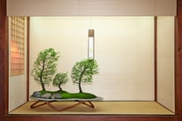 Boschetto di Olmi - Bonsai Club Somma - Bonsai più votato dal pubblico