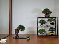 3° Premio Shohin: Composizione shohin Fuji - Ass. Bonsai Il Moro