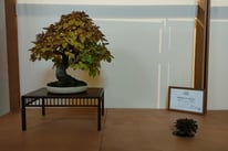 Premio I.B.S. Bonsai: Carpinus Betulus - Bonsai Club Torino