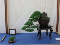 Pino silvestre - Bonsai Club Rivalta - Permio IBS Bonsai