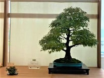 Acero palmato 'arakawa' - Bonsai Blu - 1° premio latifoglie
