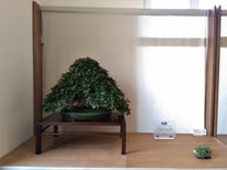 Carpino coreano - Bonsai Club Amici del Verde -  2° premio latifoglie