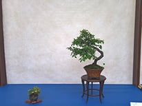 Biancospino - Bonsai Blu - 3° premio latifoglie